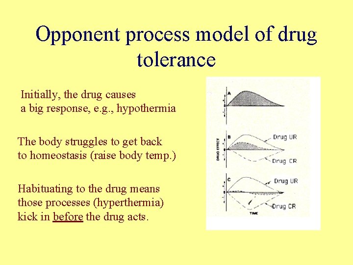 Opponent process model of drug tolerance Initially, the drug causes a big response, e.