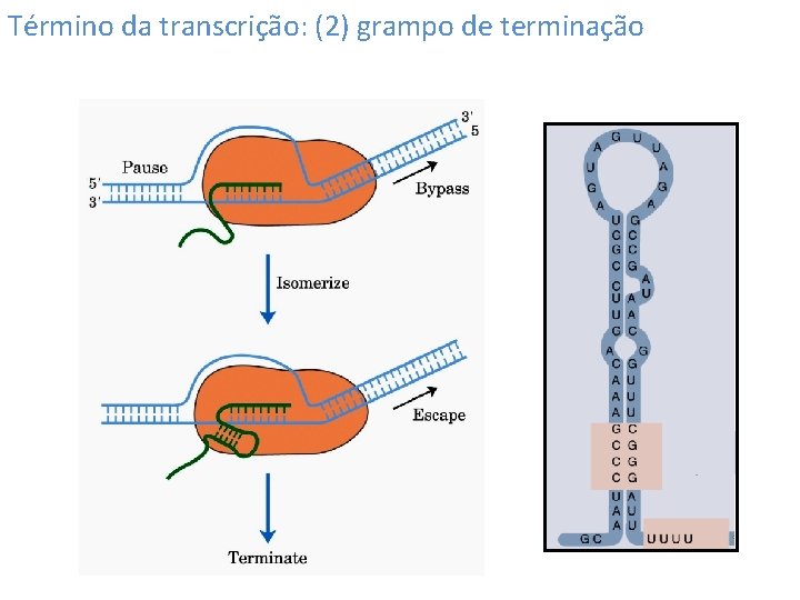 Término da transcrição: (2) grampo de terminação 