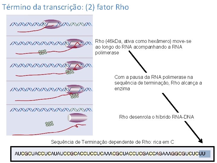 Término da transcrição: (2) fator Rho (46 k. Da, ativa como hexâmero) move-se ao