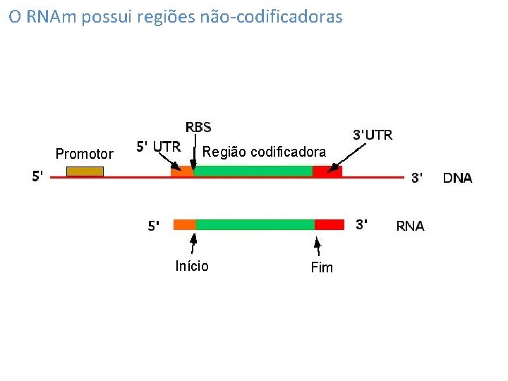 O RNAm possui regiões não-codificadoras Promotor Região codificadora Início Fim 
