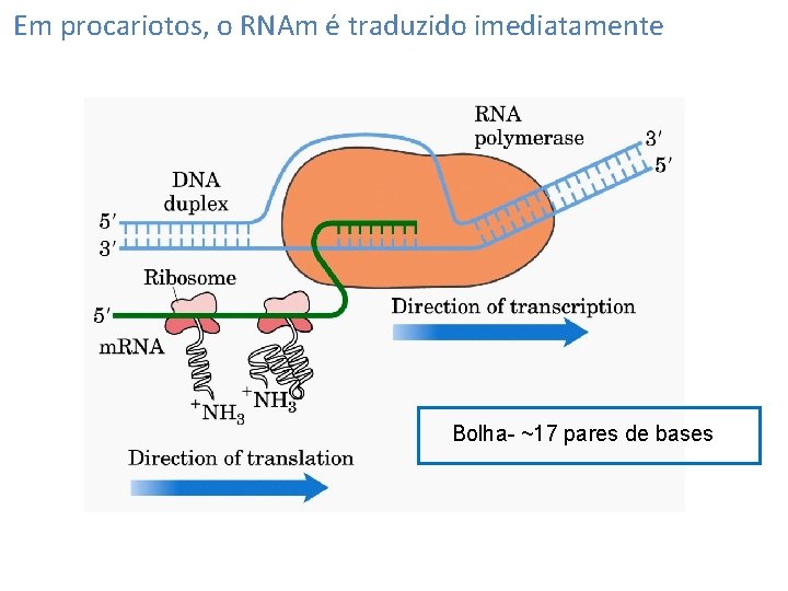 Em procariotos, o RNAm é traduzido imediatamente Bolha- ~17 pares de bases 