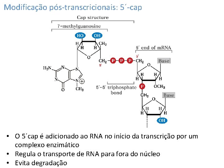 Modificação pós-transcricionais: 5´-cap • O 5´cap é adicionado ao RNA no início da transcrição