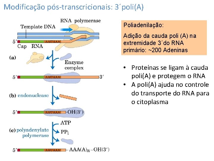 Modificação pós-transcricionais: 3´poli(A) Poliadenilação: Adição da cauda poli (A) na extremidade 3´do RNA primário: