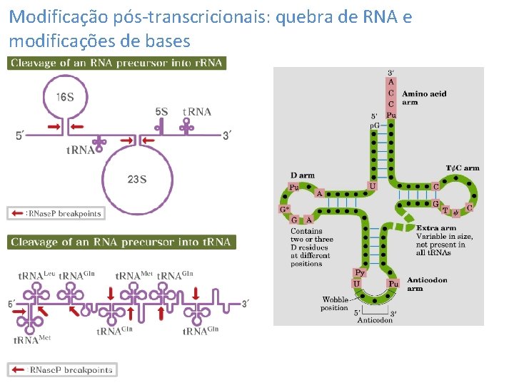 Modificação pós-transcricionais: quebra de RNA e modificações de bases 