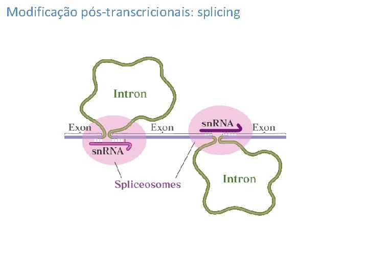 Modificação pós-transcricionais: splicing 