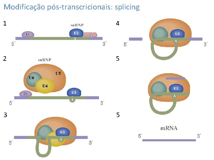 Modificação pós-transcricionais: splicing 1 4 2 5 3 5 