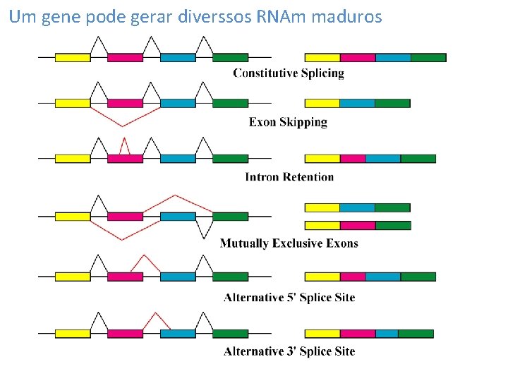 Um gene pode gerar diverssos RNAm maduros 