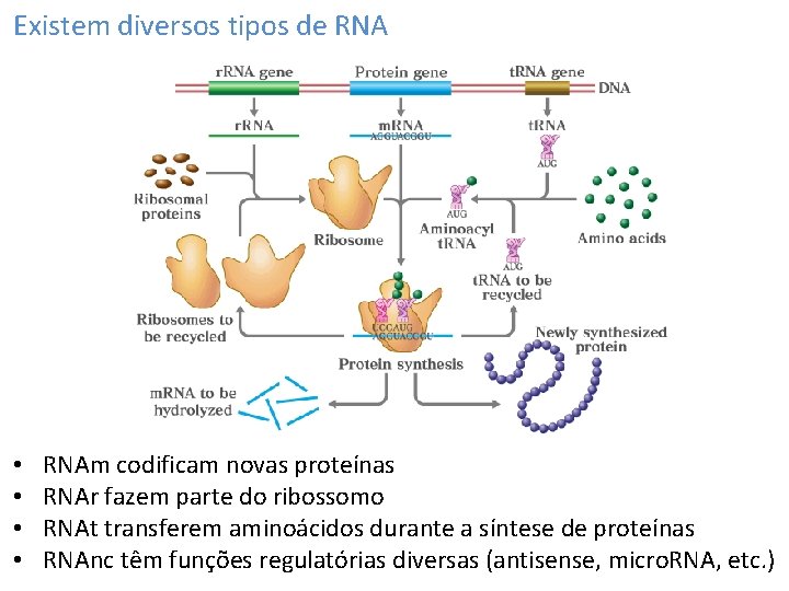 Existem diversos tipos de RNA • • RNAm codificam novas proteínas RNAr fazem parte