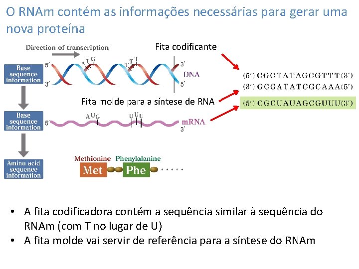 O RNAm contém as informações necessárias para gerar uma nova proteína Fita codificante Fita