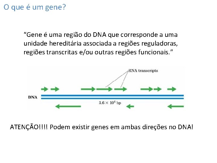 O que é um gene? “Gene é uma região do DNA que corresponde a