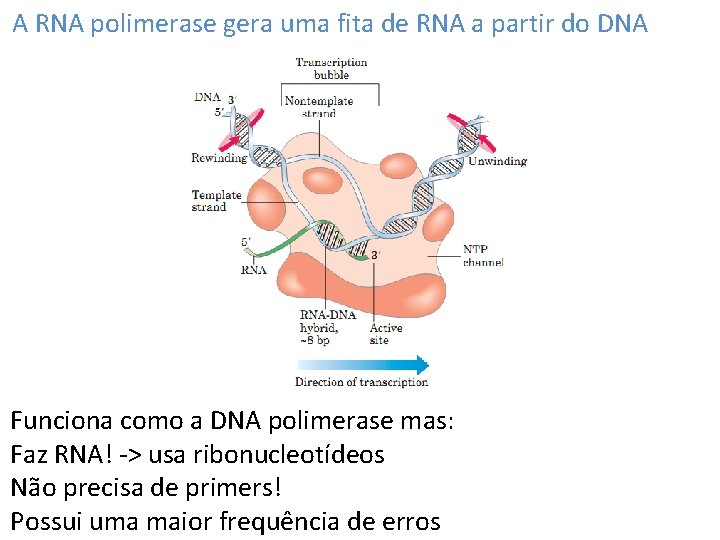 A RNA polimerase gera uma fita de RNA a partir do DNA Funciona como