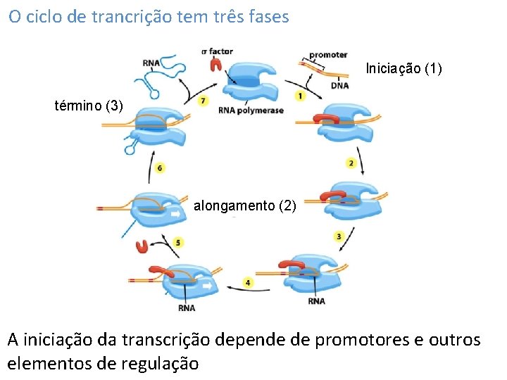 O ciclo de trancrição tem três fases Iniciação (1) término (3) alongamento (2) A