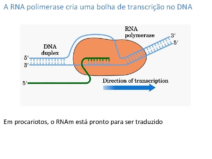 A RNA polimerase cria uma bolha de transcrição no DNA Em procariotos, o RNAm