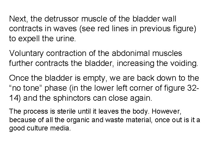 Next, the detrussor muscle of the bladder wall contracts in waves (see red lines