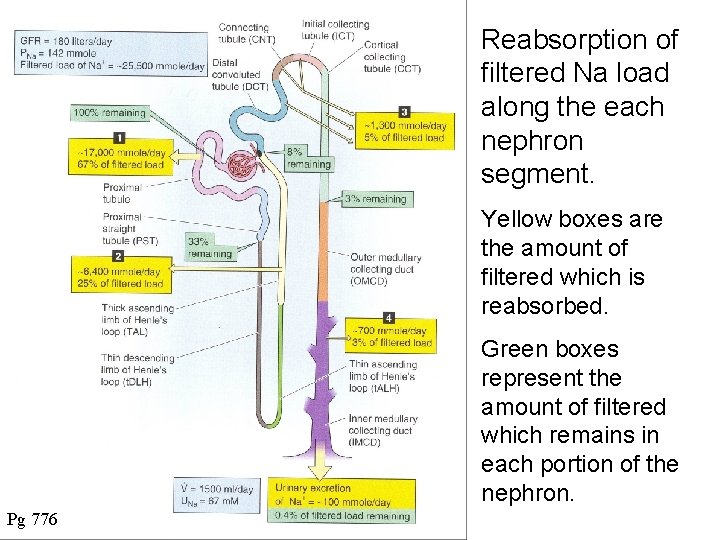 Reabsorption of filtered Na load along the each nephron segment. Yellow boxes are the