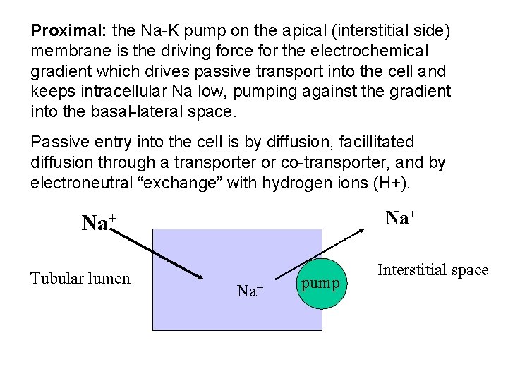 Proximal: the Na-K pump on the apical (interstitial side) membrane is the driving force