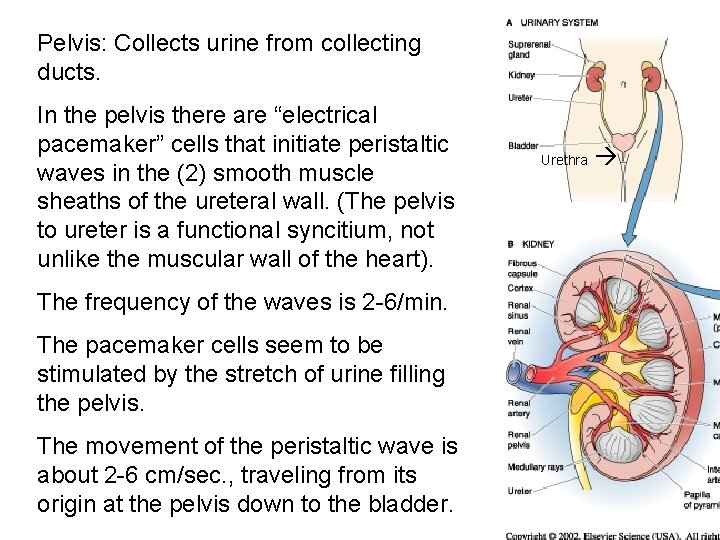 Pelvis: Collects urine from collecting ducts. In the pelvis there are “electrical pacemaker” cells