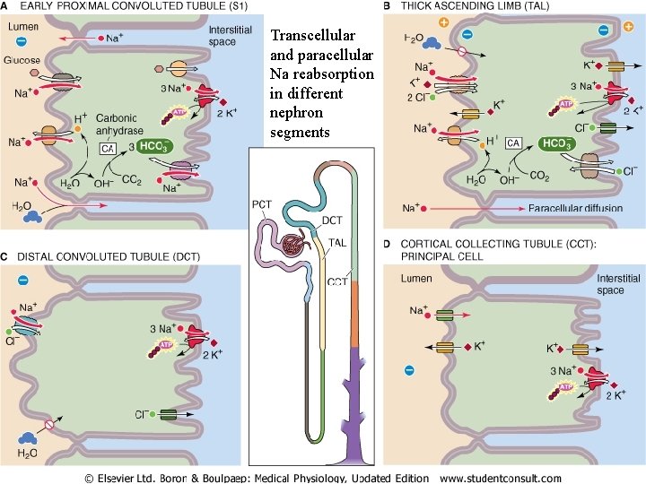 Transcellular and paracellular Na reabsorption in different nephron segments 