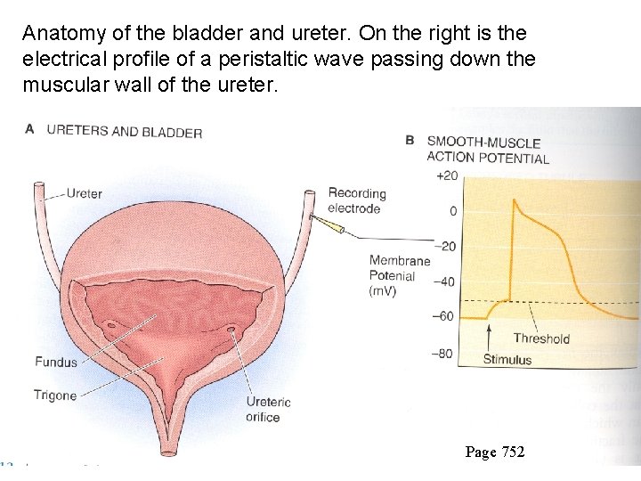 Anatomy of the bladder and ureter. On the right is the electrical profile of