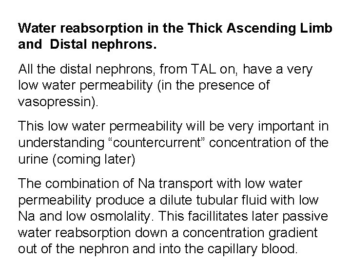 Water reabsorption in the Thick Ascending Limb and Distal nephrons. All the distal nephrons,