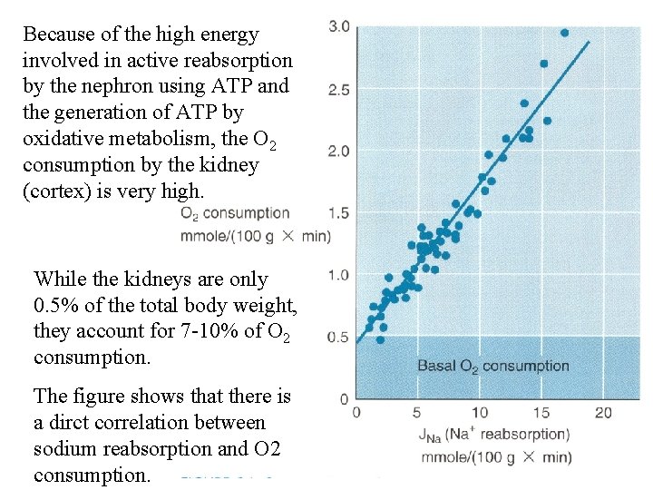 Because of the high energy involved in active reabsorption by the nephron using ATP