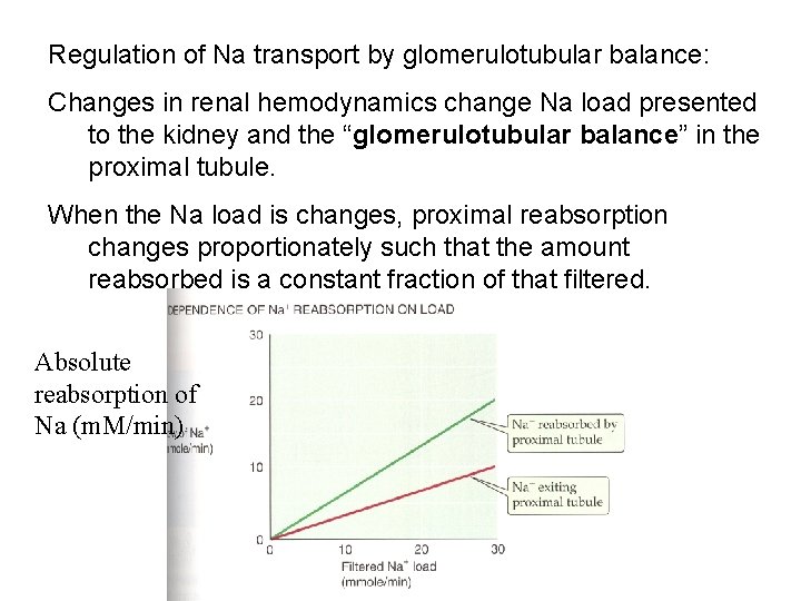 Regulation of Na transport by glomerulotubular balance: Changes in renal hemodynamics change Na load