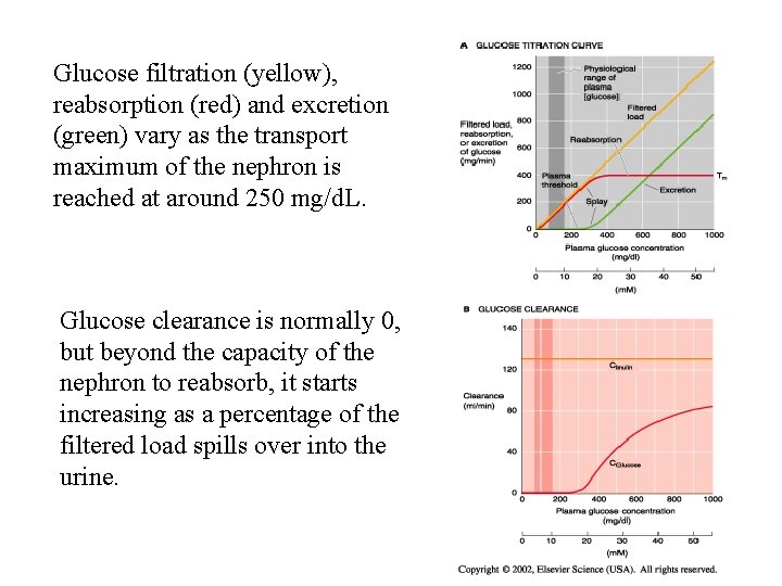 Glucose filtration (yellow), reabsorption (red) and excretion (green) vary as the transport maximum of