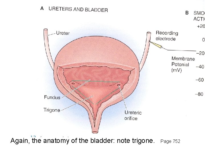 Again, the anatomy of the bladder: note trigone. Page 752 