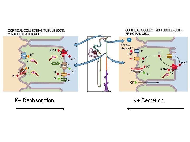 K+ Reabsorption K+ Secretion 