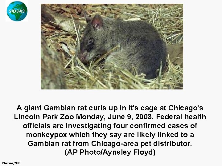 GIDSAS A giant Gambian rat curls up in it's cage at Chicago's Lincoln Park