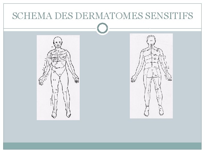 SCHEMA DES DERMATOMES SENSITIFS 