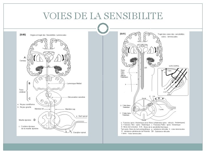 VOIES DE LA SENSIBILITE 