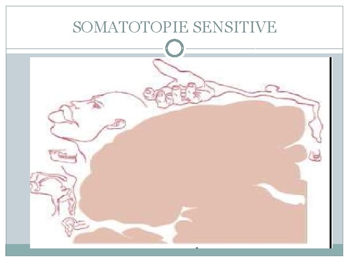 SOMATOTOPIE SENSITIVE 