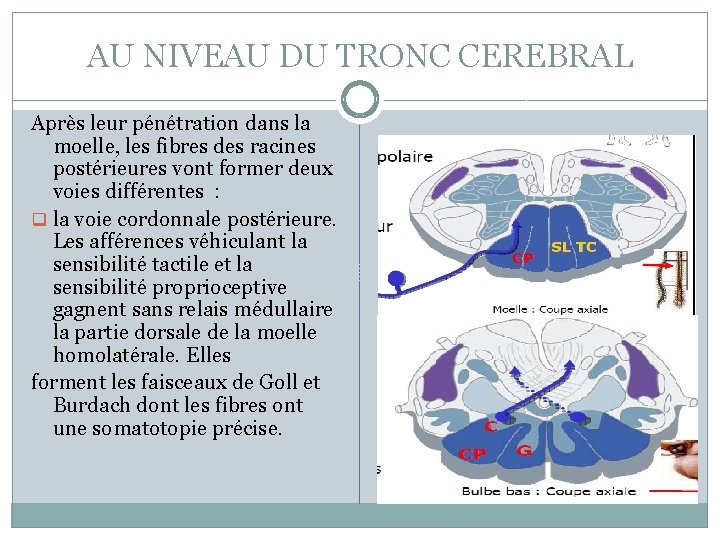 AU NIVEAU DU TRONC CEREBRAL Après leur pénétration dans la moelle, les fibres des