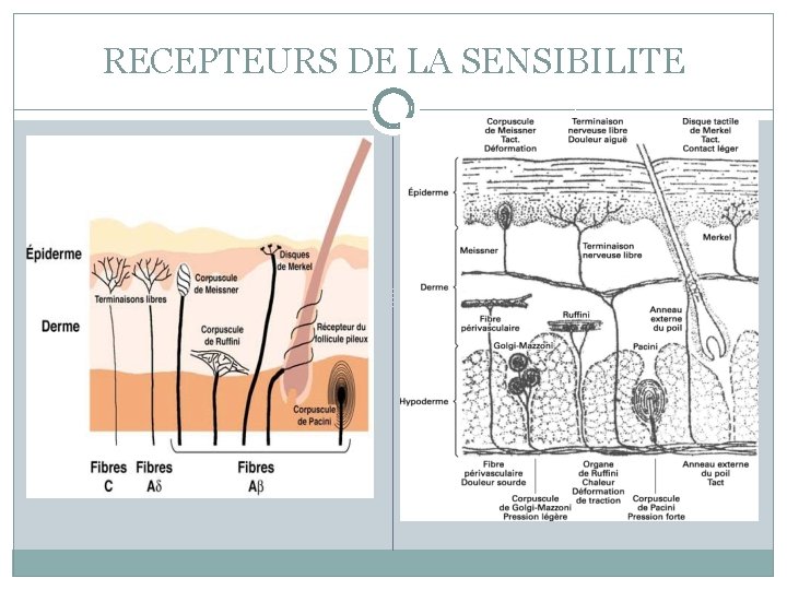 RECEPTEURS DE LA SENSIBILITE 