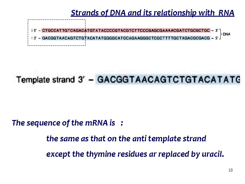 Strands of DNA and its relationship with RNA m. RNA The sequence of the