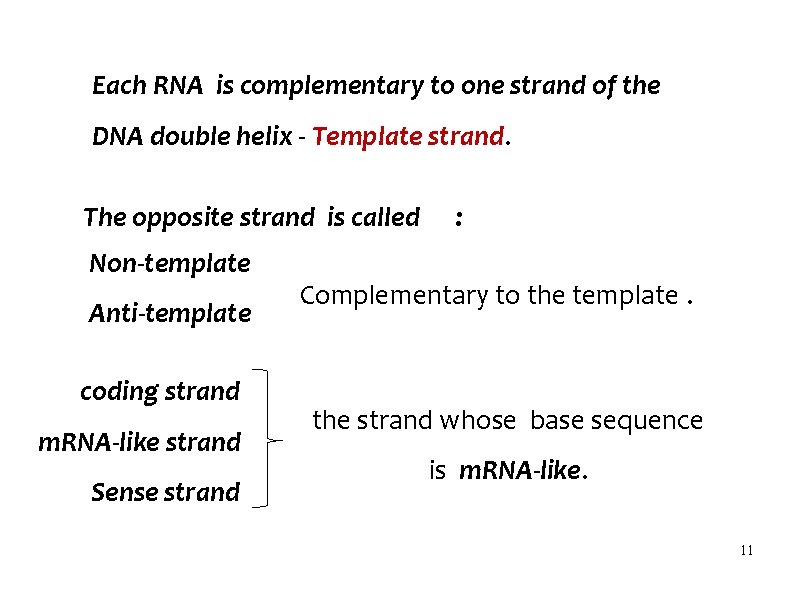 Each RNA is complementary to one strand of the DNA double helix - Template