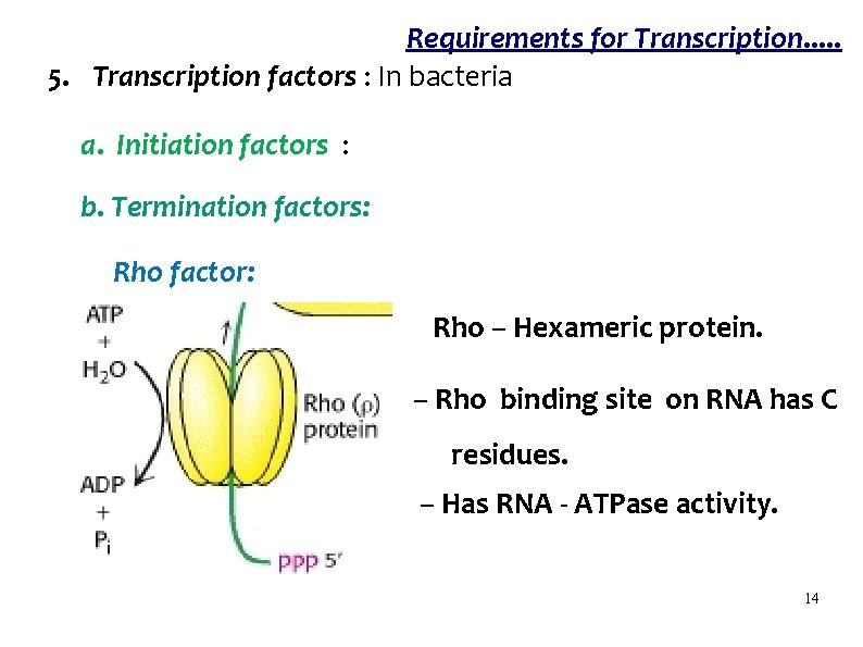 Requirements for Transcription. . . 5. Transcription factors : In bacteria a. Initiation factors