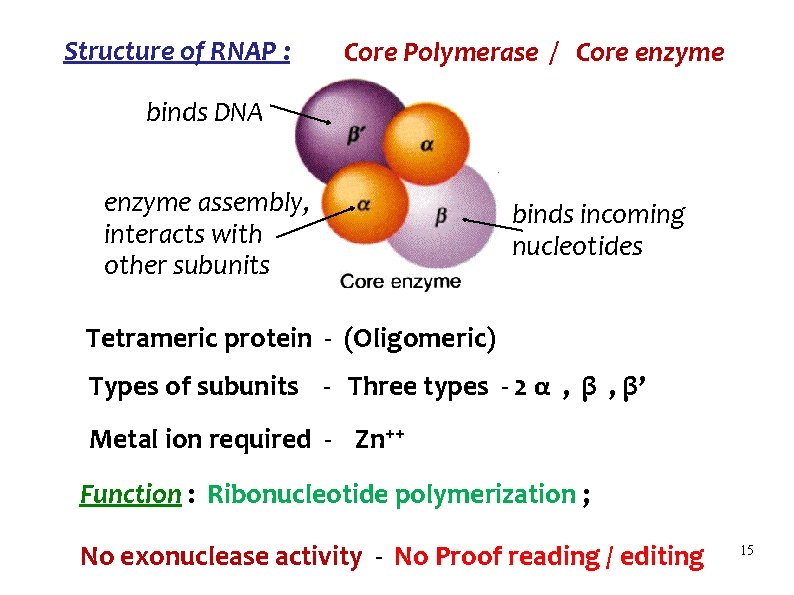 Structure of RNAP : Core Polymerase / Core enzyme binds DNA enzyme assembly, interacts