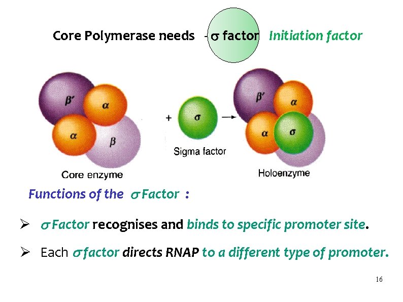 Core Polymerase needs - factor Initiation factor Functions of the Factor : Ø Factor