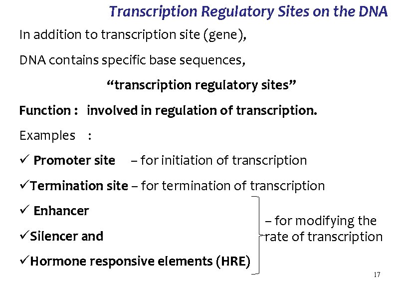 Transcription Regulatory Sites on the DNA In addition to transcription site (gene), DNA contains