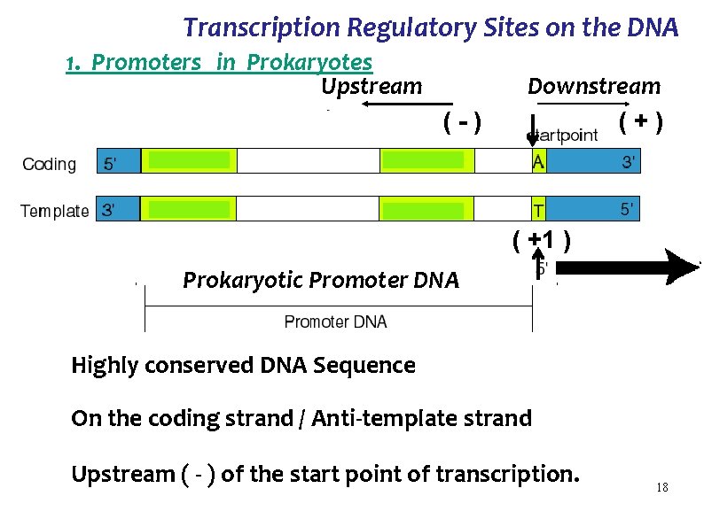 Transcription Regulatory Sites on the DNA 1. Promoters in Prokaryotes Upstream (-) Downstream (+)