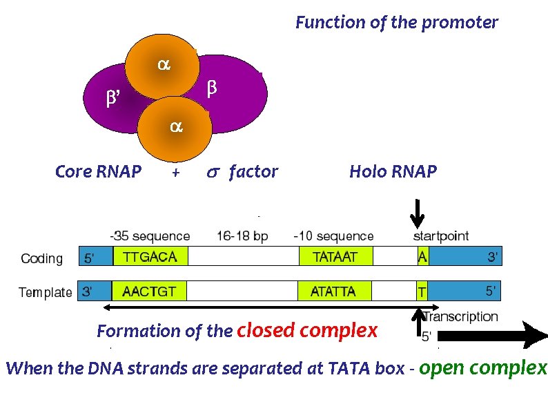 Function of the promoter ’ Core RNAP + factor Holo RNAP Formation of the