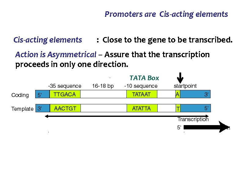 Promoters are Cis-acting elements : Close to the gene to be transcribed. Action is