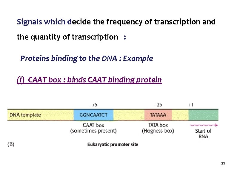Signals which decide the frequency of transcription and the quantity of transcription : Proteins