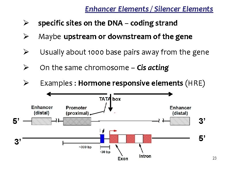 Enhancer Elements / Silencer Elements Ø specific sites on the DNA – coding strand
