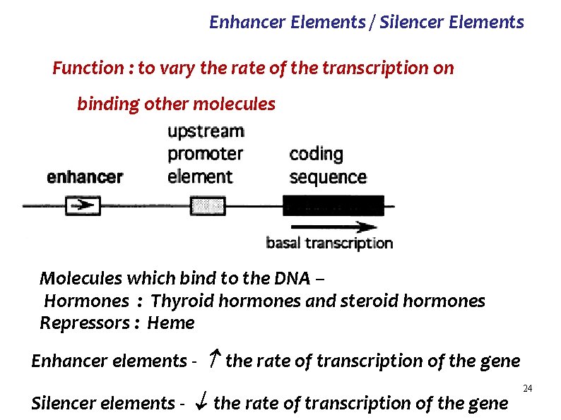 Enhancer Elements / Silencer Elements Function : to vary the rate of the transcription