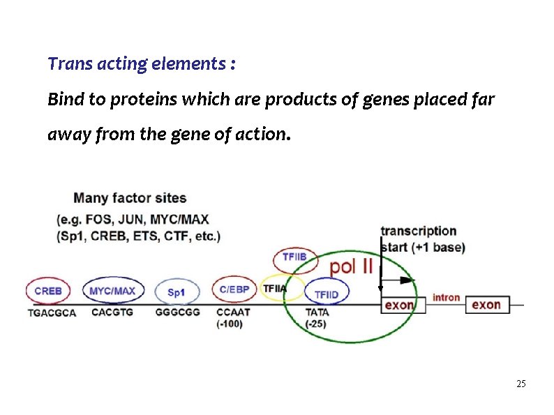 Trans acting elements : Bind to proteins which are products of genes placed far