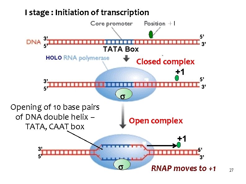 I stage : Initiation of transcription 3’ 5’ TATA Box HOLO 3’ 5’ 5’