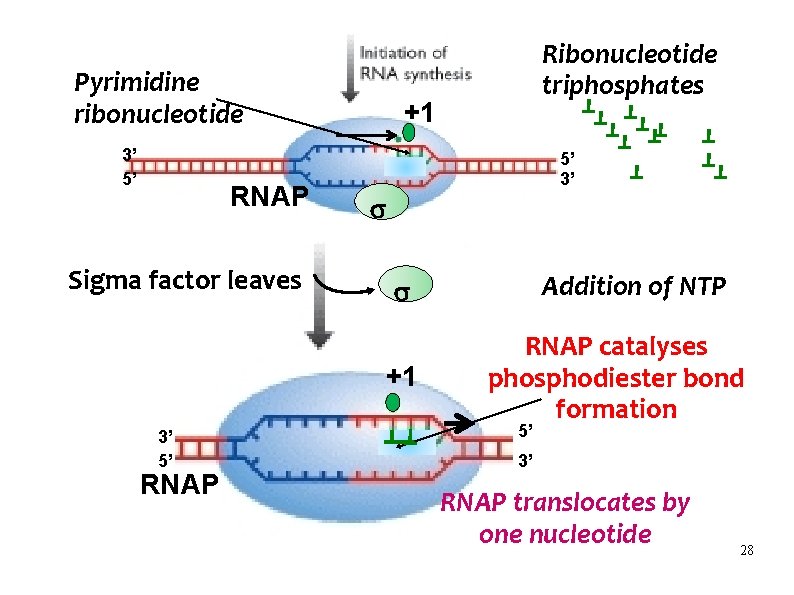 Pyrimidine ribonucleotide 3’ 5’ RNAP Sigma factor leaves +1 5’ 3’ RNAP Addition of